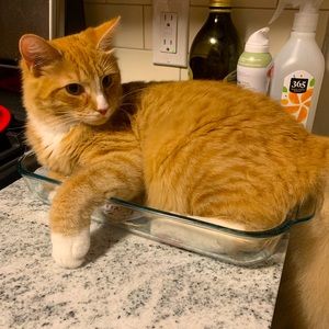 Meet your Posher, Nessa